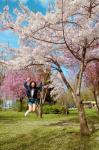 Ms TSE Chui Lin Phoebe in the midst of the cherry blossoms at the campus of Eötvös Loránd University, Hungary
